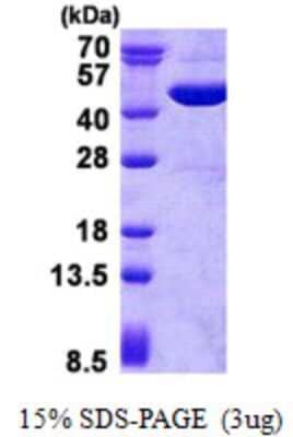 SDS-Page: GOT2 Protein [NBP2-23078]