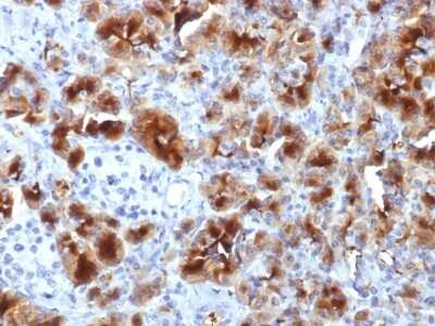 Immunohistochemistry-Paraffin: GP2 Antibody (GP2/1712) - Azide and BSA Free [NBP2-54416] - Formalin-fixed, paraffin-embedded human Pancreas stained with GP2 Monoclonal Antibody (GP2/1712).