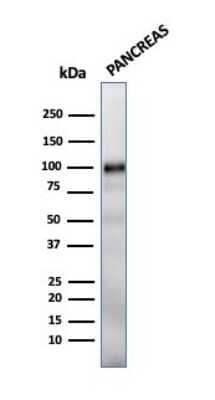 Western Blot: GP2 Antibody (GP2/1712) - Azide and BSA Free [NBP2-54416] - Western Blot Analysis of human Pancreas tissue lysate using GP2 antibody (GP2/1712).