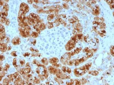 Immunohistochemistry-Paraffin: GP2 Antibody (GP2/1805) [NBP3-08215] - Formalin-fixed, paraffin-embedded human Pancreas stained with GP2 Mouse Monoclonal Antibody (GP2/1805).