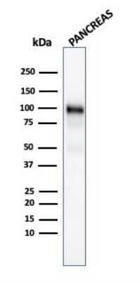 Western Blot: GP2 Antibody (GP2/1805) [NBP3-08215] - Western Blot Analysis of human Pancreas tissue lysate using GP2 Mouse Monoclonal Antibody (GP2/1805).