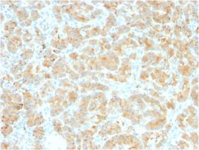 Immunohistochemistry-Paraffin: GP2 Antibody (GP2/2569R) - Azide and BSA Free [NBP3-08242] - Formalin-fixed, paraffin-embedded human Pancreas stained with GP2 Recombinant Rabbit Monoclonal Antibody (GP2/2569R).