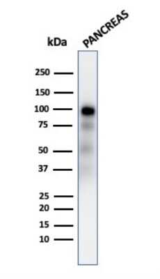 Western Blot: GP2 Antibody (GP2/2569R) - Azide and BSA Free [NBP3-08242] - Western Blot Analysis of human Pancreas tissue lysate using GP2 Recombinant Rabbit Monoclonal Antibody (GP2/2569R).