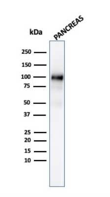 Western Blot: GP2 Antibody (GP2/3134R) - Azide and BSA Free [NBP3-08243] - Western Blot Analysis of human Pancreas tissue lysate using GP2 Recombinant Rabbit Monoclonal Antibody (GP2/3134R).