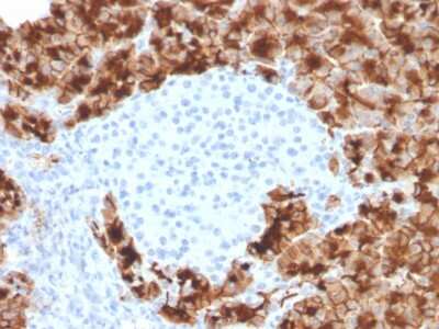 Immunohistochemistry-Paraffin: GP2 Antibody (GP2/3416) [NBP3-07328] - Formalin-fixed, paraffin-embedded human pancreas stained with GP2 Mouse Monoclonal Antibody (GP2/3416).