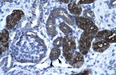 Immunohistochemistry-Paraffin: GPBP Antibody [NBP1-80012] - Human kidney Tissue, antibody concentration 4-8ug/ml. Cells with positive label: renal corpuscle cells (indicated with arrows) 400X magnification.