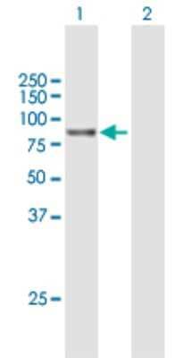 Western Blot: GPCPD1 Antibody [H00056261-B01P] - Analysis of RP5-1022P6.2 expression in transfected 293T cell line by RP5-1022P6.2 polyclonal antibody.  Lane 1: RP5-1022P6.2 transfected lysate(73.92 KDa). Lane 2: Non-transfected lysate.
