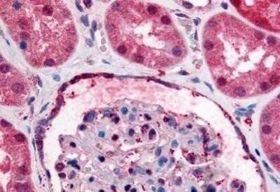 Immunohistochemistry-Paraffin: GPCR GPR89 Antibody - BSA Free [NB100-58981] - Analysis of anti-GPR89A antibody with human kidney at concentration 5 ug/ml.