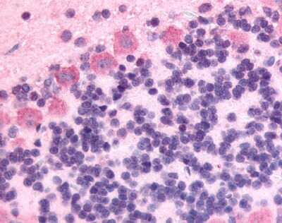 Immunohistochemistry-Paraffin: GPCR GPR89 Antibody [NLS1733] - Analysis of anti-GPR89A antibody of rat brain, Purkinje neurons 6 ug/ml.