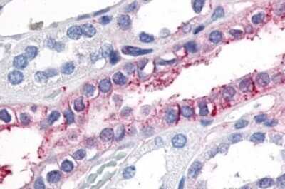 Immunohistochemistry-Paraffin: GPCR GPR89 Antibody [NLS1734] - Anti-GPR89A antibody IHC of human kidney. Immunohistochemistry of formalin-fixed, paraffin-embedded tissue after heat-induced antigen retrieval.