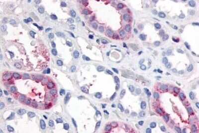 Immunohistochemistry-Paraffin: GPCR GPR89 Antibody [NLS1734] - Anti-GPR89A antibody IHC of human kidney. Immunohistochemistry of formalin-fixed, paraffin-embedded tissue after heat-induced antigen retrieval.