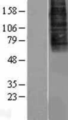 Western Blot CXCR7/RDC-1 Overexpression Lysate