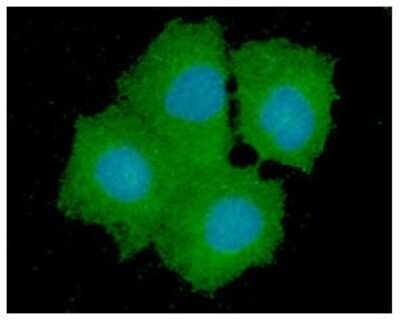 Immunocytochemistry/Immunofluorescence: GPD1L Antibody (14E2) [NBP2-59439] - Analysis of GPD1L in Hep3B cells line, stained with DAPI (Blue) for nucleus staining and monoclonal anti-human GPD1L antibody (1:100) with goat anti-mouse IgG-Alexa fluor 488 conjugate (Green).