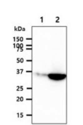 Western Blot: GPD1L Antibody (14E2) [NBP2-59439] - Lane 1: 293T cell lysates, Lane 2: GPD1L Transfected 293T cell lysates