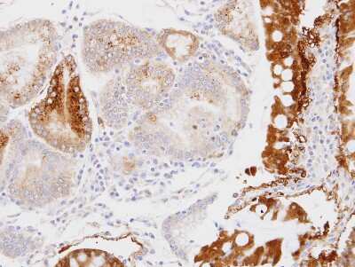 Immunohistochemistry-Paraffin: GPD1L Antibody [NBP1-32279] - Human stomach , using GPD1 antibody at 1:100 dilution. Antigen Retrieval: Trilogy™ (EDTA based, pH 8.0) buffer, 15min.