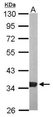 Western Blot: GPD1L Antibody [NBP1-32279] - Sample (50 ug of whole cell lysate) A: Mouse brain 10% SDS PAGE; antibody diluted at 1:1000.