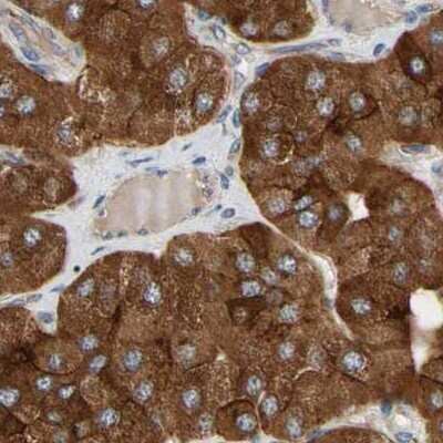 Immunohistochemistry-Paraffin: GPD2 Antibody [NBP1-86121] - Staining of human parathyroid gland using Anti-GPD2 antibody NBP1-86121.