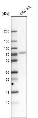 Western Blot: GPD2 Antibody [NBP1-86121] - Analysis in human cell line CACO-2.