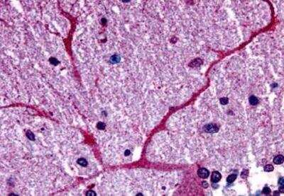 Immunohistochemistry-Paraffin: GPER/GPR30 Antibody [NLS1183] - Brain, cerebellum, Purkinje neuron