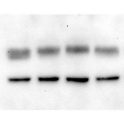 Western Blot: GPER/GPR30 Antibody [NLS4271] - Analysis of anti-GPR30 antibody with rat hypothalamus 5-10ug protein loaded per lane. Image courtesy provided by Carrie McAllister.