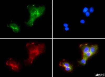 Immunocytochemistry/Immunofluorescence: GPIHBP1 Antibody [NB110-41537] - GPIHBP1 antibody was tested in A431 cells with FITC (green). Nuclei and alpha-tubulin were counterstained with DAPI (blue) and DyLight 550 (red).