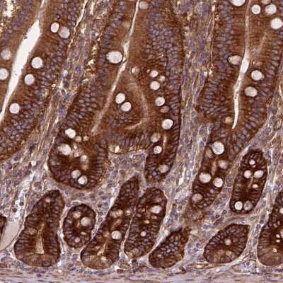 Immunohistochemistry-Paraffin: GPIP137 Antibody [NBP2-57388] - Immunohistochemical staining of human duodenum shows strong positivity in glandular cells.