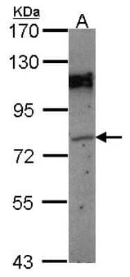 Western Blot: GPIP137 Antibody [NBP2-16712] - Sample (30 ug of whole cell lysate) A: HCT116 7. 5% SDS PAGE gel, diluted at 1:1000.