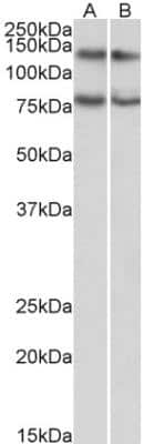 Western Blot: GPIP137 Antibody [NBP2-42504] - Analysis of Jurkat (A) and HeLa (B) lysates (35 ug protein in RIPA buffer).Antibody at 0.3 ug/mL. Detected by chemiluminescence.