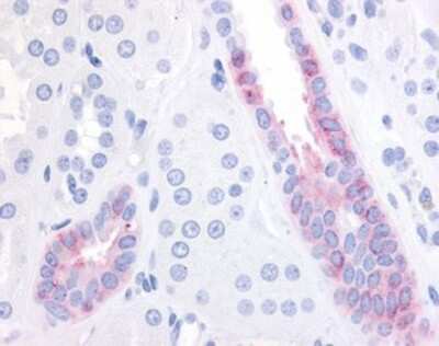 Immunohistochemistry-Paraffin: GPR1 Antibody [NBP1-02365] - Staining of human kidney. Immunohistochemistry of formalin-fixed, paraffin-embedded tissue after heat-induced antigen retrieval. Antibody concentration 40 ug/ml.