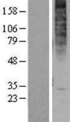 Western Blot: GPR1 Overexpression Lysate (Adult Normal) [NBP2-04283] Left-Empty vector transfected control cell lysate (HEK293 cell lysate); Right -Over-expression Lysate for GPR1.