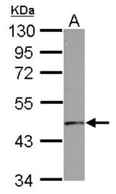 Western Blot: GPR10 Antibody [NBP2-16716] - Sample (50 ug of whole cell lysate) A: mouse brain 10% SDS PAGE  diluted at 1:1000