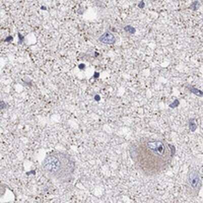 Immunohistochemistry-Paraffin GPR103 Antibody - BSA Free