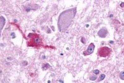 Immunohistochemistry-Paraffin GPR103 Antibody - BSA Free