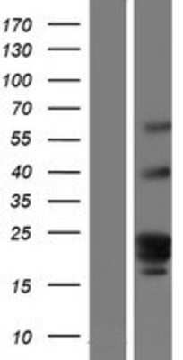 Western Blot GPR107 Overexpression Lysate