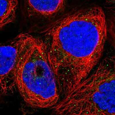 Immunocytochemistry/ Immunofluorescence GPR108 Antibody - BSA Free
