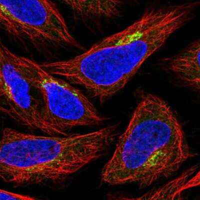 Immunocytochemistry/Immunofluorescence: GPR108 Antibody [NBP2-56970] - Staining of human cell line SiHa shows localization to the Golgi apparatus. Antibody staining is shown in green.