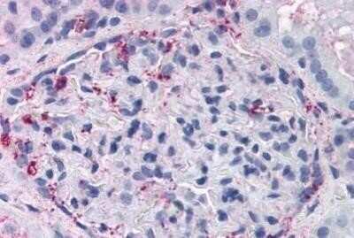 Immunohistochemistry-Paraffin: GPR108 Antibody [NBP1-02346] - Staining of human kidney. Immunohistochemistry of formalin-fixed, paraffin-embedded tissue after heat-induced antigen retrieval. Antibody concentration 48 ug/ml.