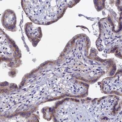 Immunohistochemistry-Paraffin GPR108 Antibody - BSA Free