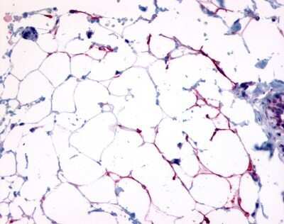 Immunohistochemistry-Paraffin GPR109B/HM74 Antibody - BSA Free
