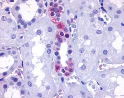 Immunohistochemistry-Paraffin: GPR110 Antibody [NLS2019] - Analysis of anti-GPR110 antibody with kidney, renal tubules.