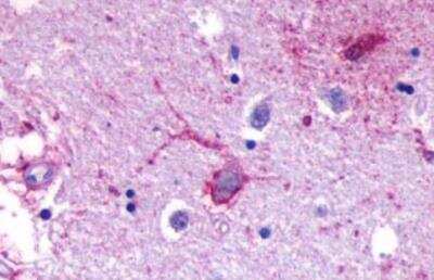 Immunohistochemistry-Paraffin: GPR110 Antibody [NLS2019] - Brain, Putamen