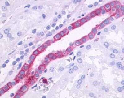 Immunohistochemistry-Paraffin: GPR110 Antibody [NLS2021] - Analysis of anti-GPR110 antibody with kidney, renal tubules