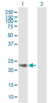 Western Blot GPR110 Antibody - Azide and BSA Free