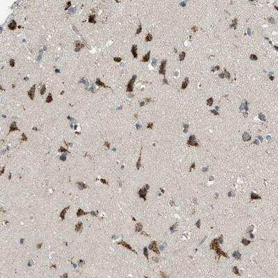 Immunohistochemistry-Paraffin: GPR111 Antibody [NBP1-81752] - Staining of human cerebral cortex shows strong granular cytoplasmic positivity in neuronal cells.