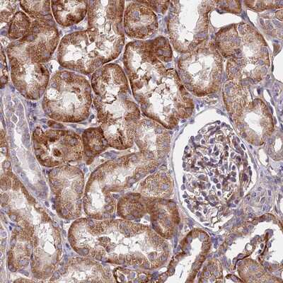 Immunohistochemistry-Paraffin GPR113 Antibody - BSA Free