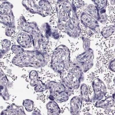 Immunohistochemistry-Paraffin GPR114 Antibody