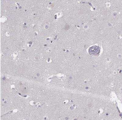 Immunohistochemistry-Paraffin: GPR115 Antibody [NBP2-58896] -  Staining of human cerebral cortex shows no positivity in neurons as expected.