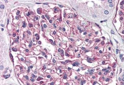 Immunohistochemistry-Paraffin: GPR116 Antibody [NBP3-14341] - Immunohistochemistry of formalin-fixed, paraffin-embedded human kidney after heat-induced antigen retrieval.