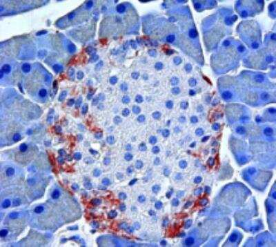 Immunohistochemistry: GPR119 Antibody [NBP2-47661] - Staining of of adult mouse pancreatic islets (red).