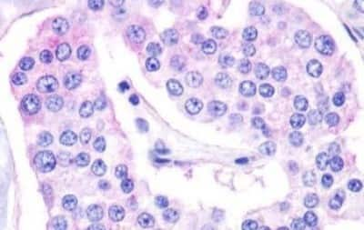 Immunohistochemistry-Paraffin: GPR119 Antibody [NBP3-14344] - Immunohistochemistry of formalin-fixed, paraffin-embedded human pancreas after heat-induced antigen retrieval.